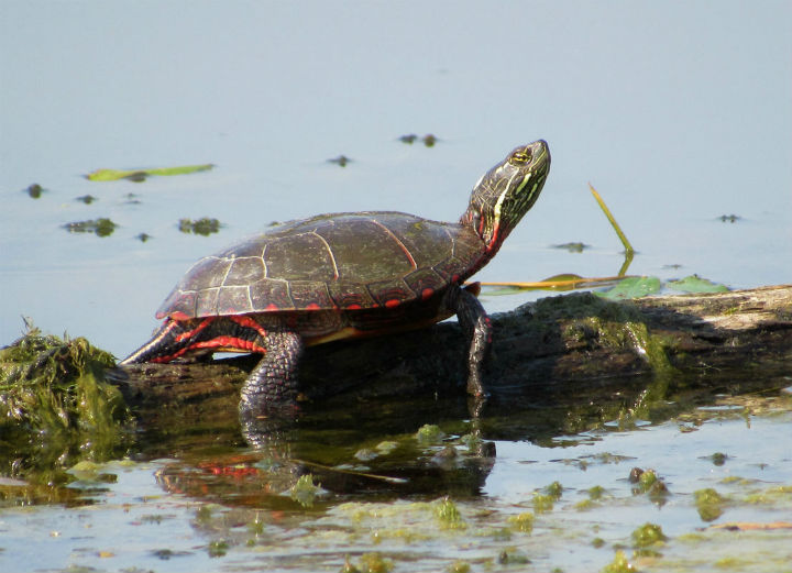 Midland Painted Turtle